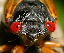 File:HeadCicadidae.jpg