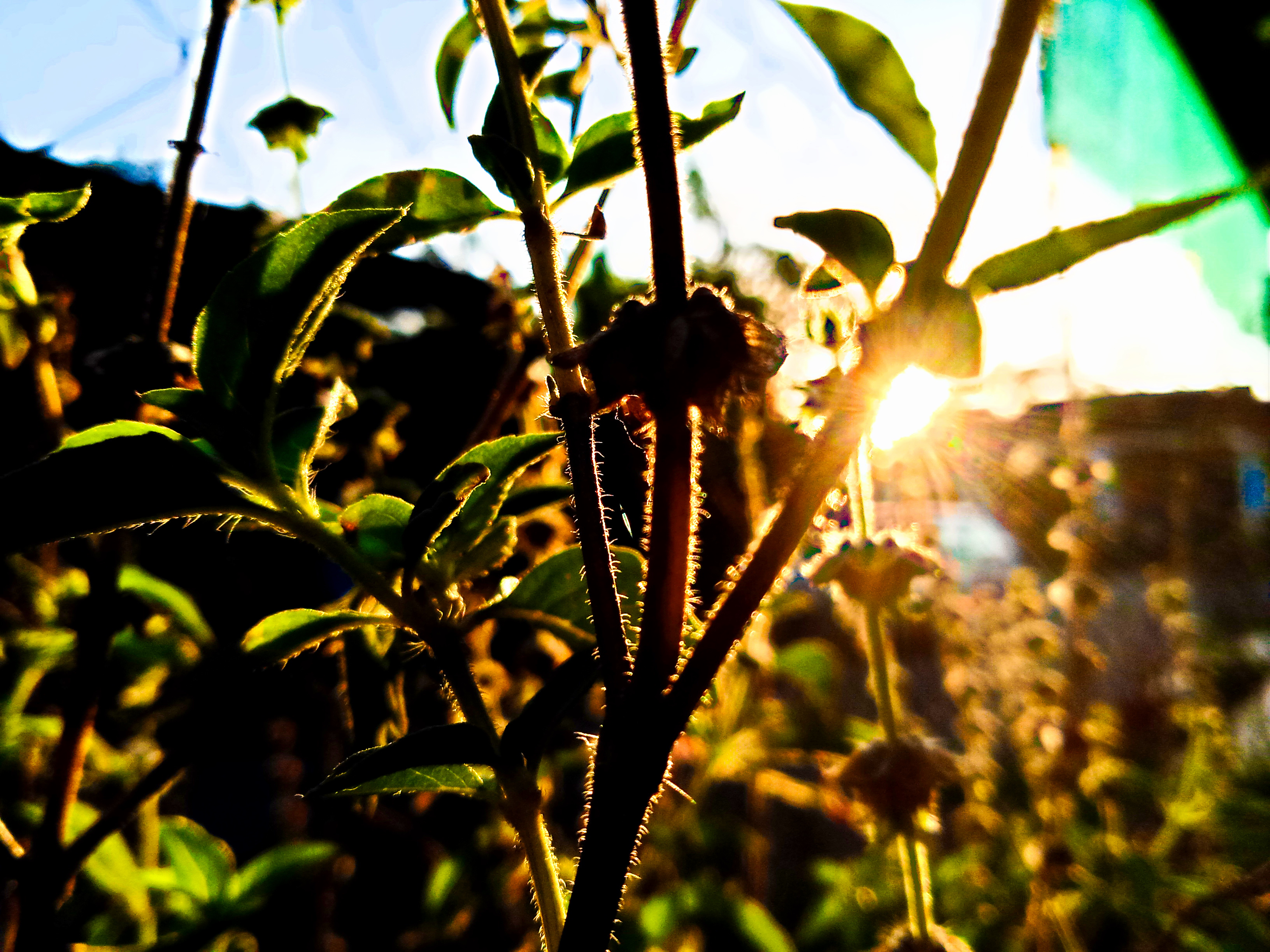 File Holy Basil plant Ocimum tenuiflorum .jpg Wikimedia Commons