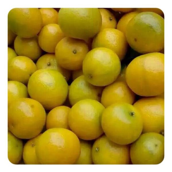 File:Huangkeng Citrus Gonggan.jpg