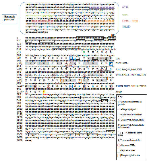 File:Human LSMEM1 Conceptual Translation.PNG