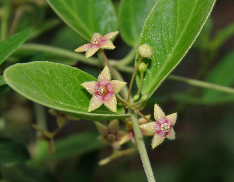 File:Indian ipecac or Anntmool (Tylophora indica) in Talakona forest, AP W IMG 8310.jpg