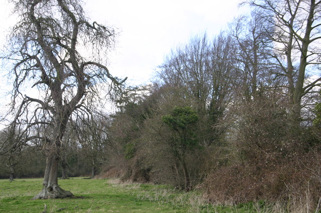 File:Jubilee Covert - geograph.org.uk - 719619.jpg