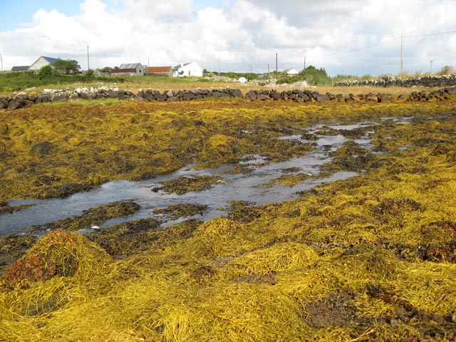 File:Knotted Wrack - geograph.org.uk - 1435587.jpg
