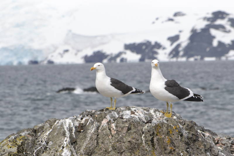 File:Larus dominicanus DT -AQ Greenwich- 1401 (15) (20832326996).jpg