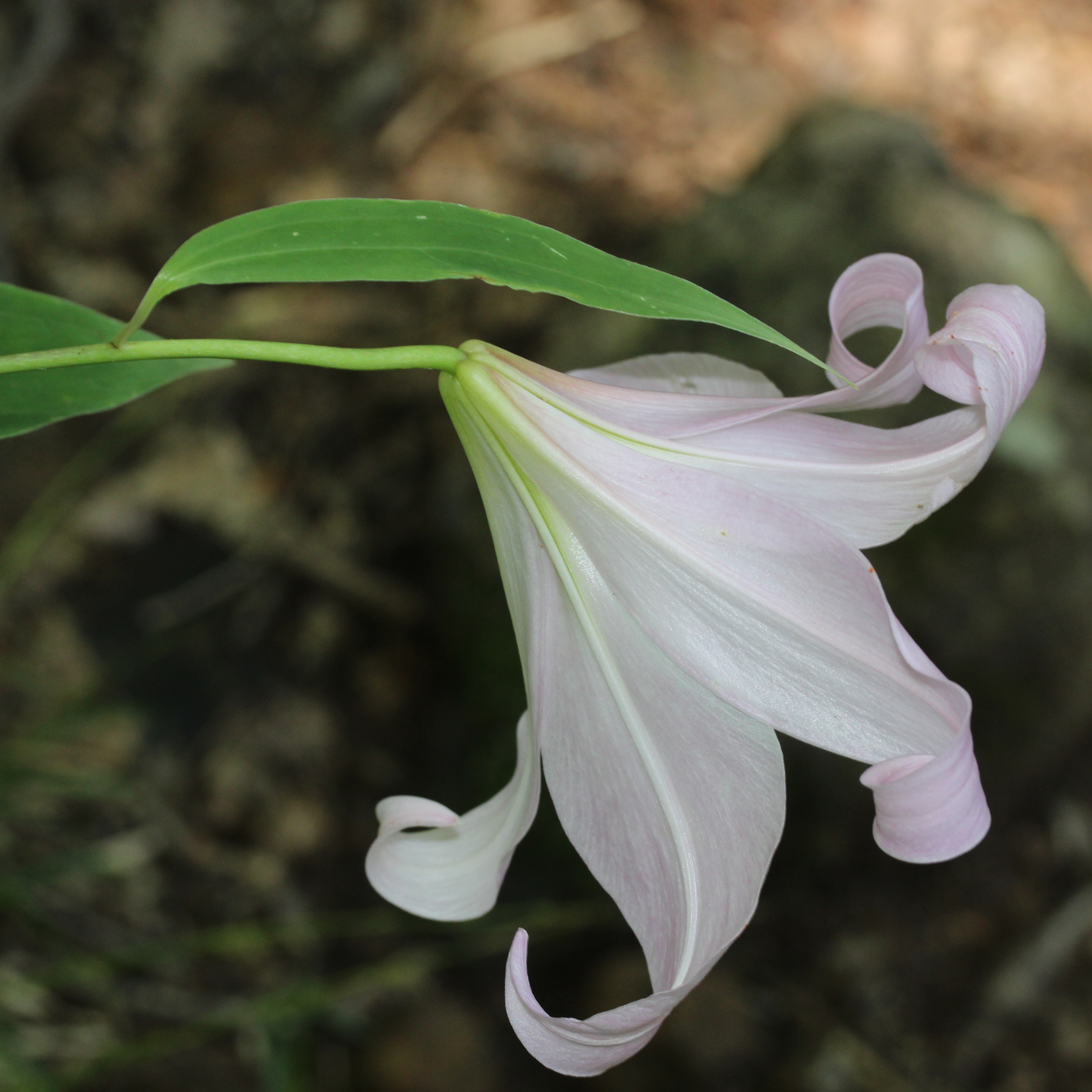 S flower. Lilium japonicum. Лилия common Fringe.