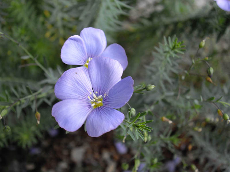 File:Linum perenne 3.JPG