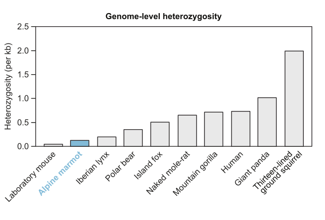 File:Low Heterozygosity levels in the Alpine Marmot.jpg