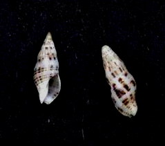 <i>Maculotriton serriale</i> Species of gastropod