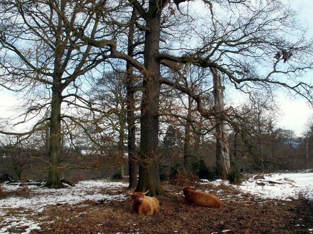 Menagerie Wood With Highland Cattle - geograph.org.uk - 1165788
