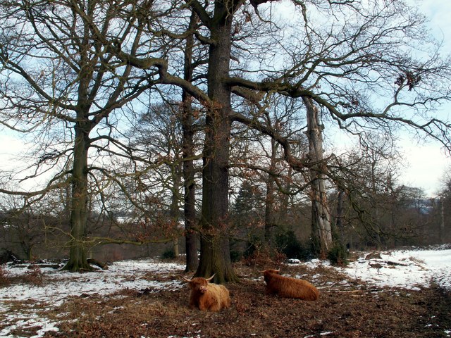 File:Menagerie Wood With Highland Cattle - geograph.org.uk - 1165788.jpg