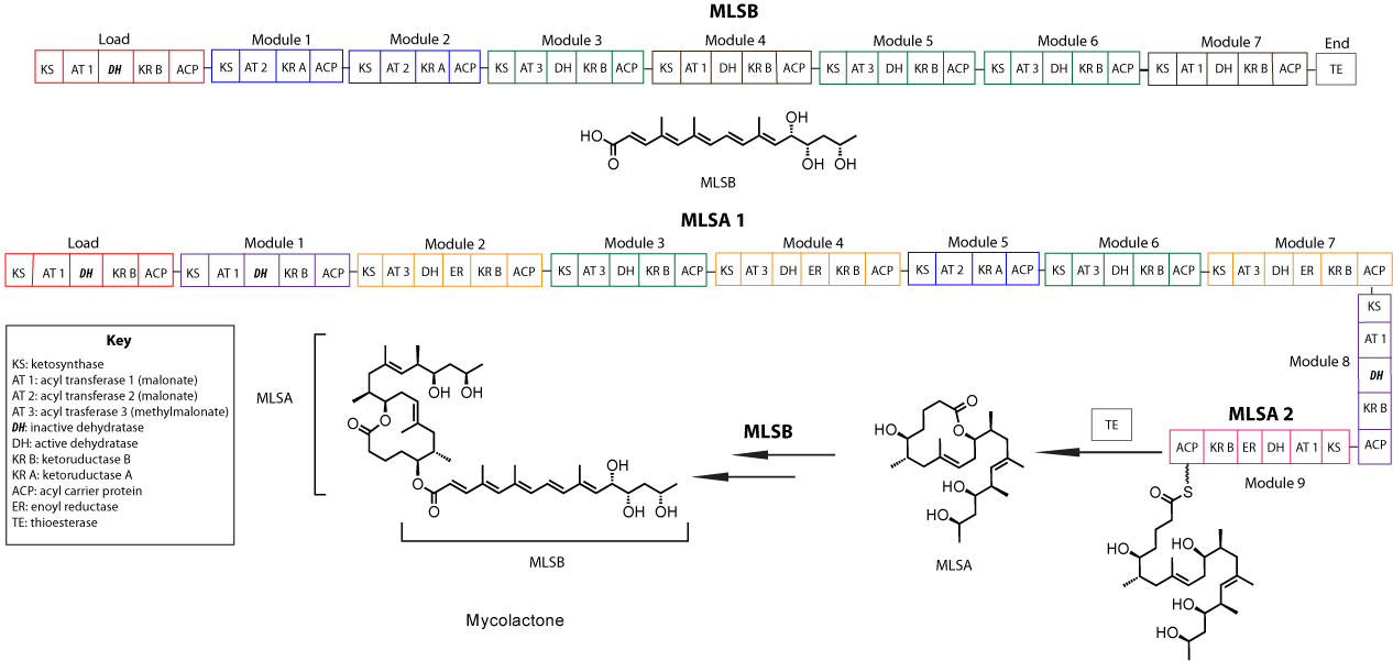 Mycolactone3.jpg