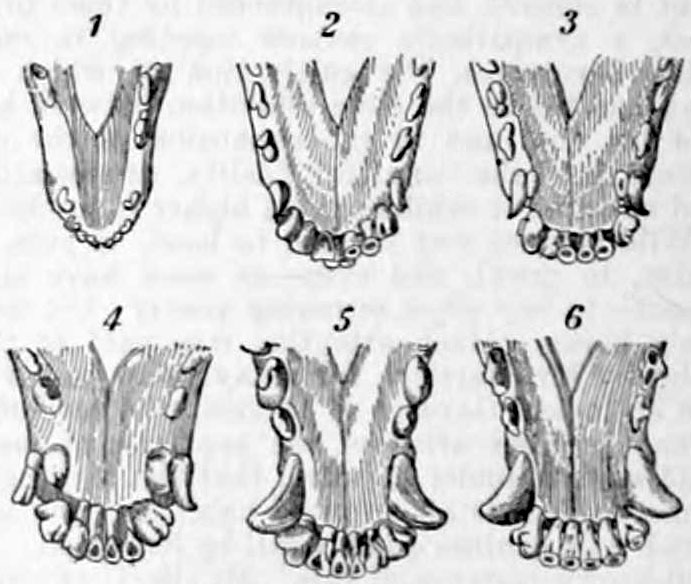 File:NIE 1905 Dog - growth of teeth.jpg