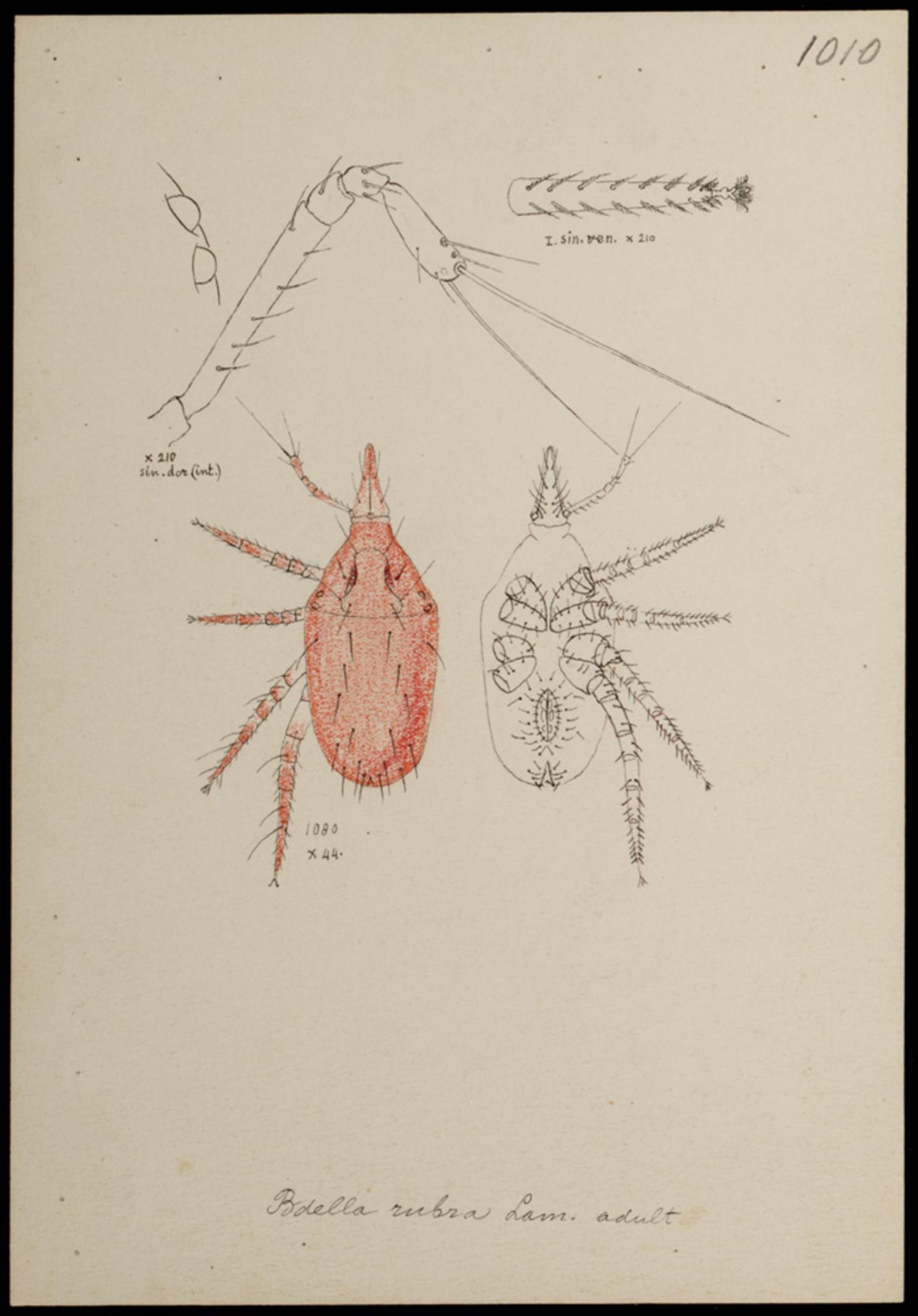 File:Naturalis Biodiversity Center - RMNH.ART.1472 - Bdella rubra (Lam.) - Mites - Collection Anthonie Cornelis Oudemans.jpeg - Wikimedia Commons