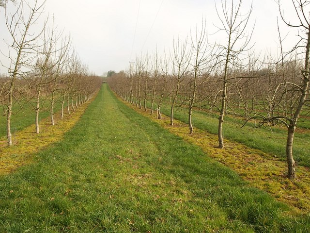 File:Orchard near Stockleigh English - geograph.org.uk - 2317161.jpg