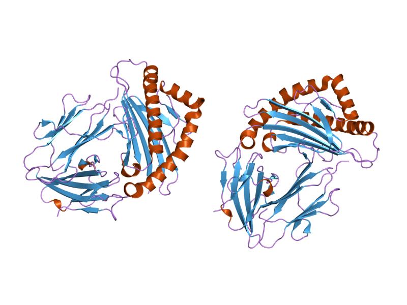 File:PDB 1duz EBI.jpg