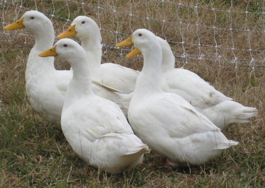 File:Pekin Ducks cropped.jpg