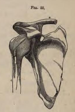 File:Physiology for Young People - 1884 - The shoulder joint.png