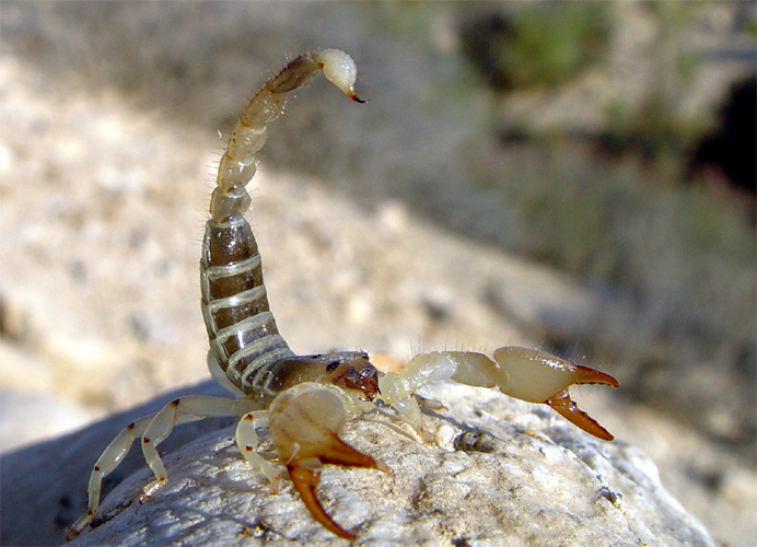 File:SCORPIO MAURUS PALMATUS.jpg