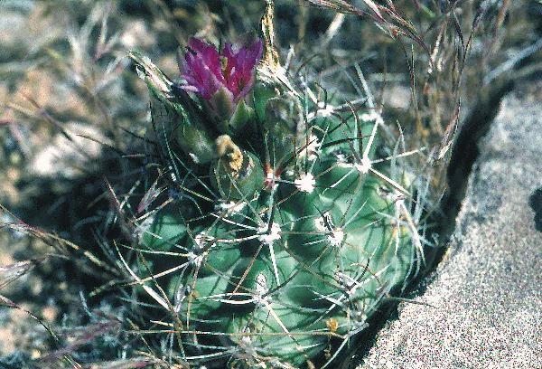 File:Sclerocactus glaucus fh 29 30 COL B.jpg