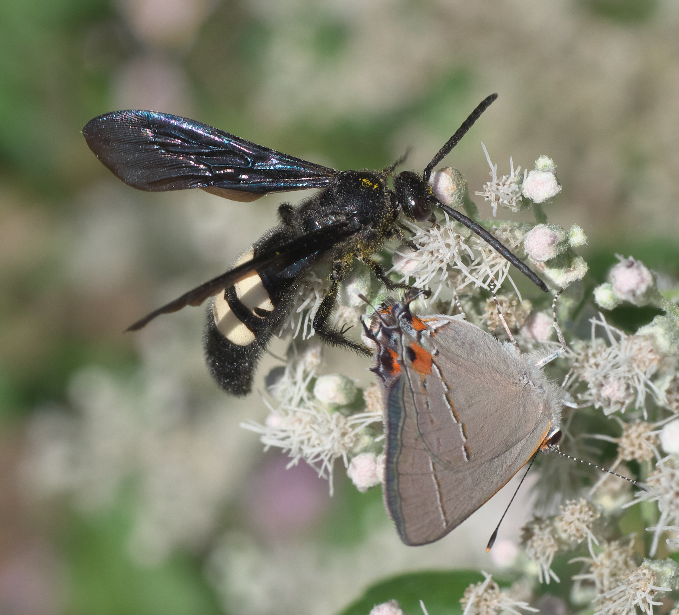 Scolia bicincta - Wikipedia