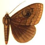 Speiredonia sumbana male.JPG