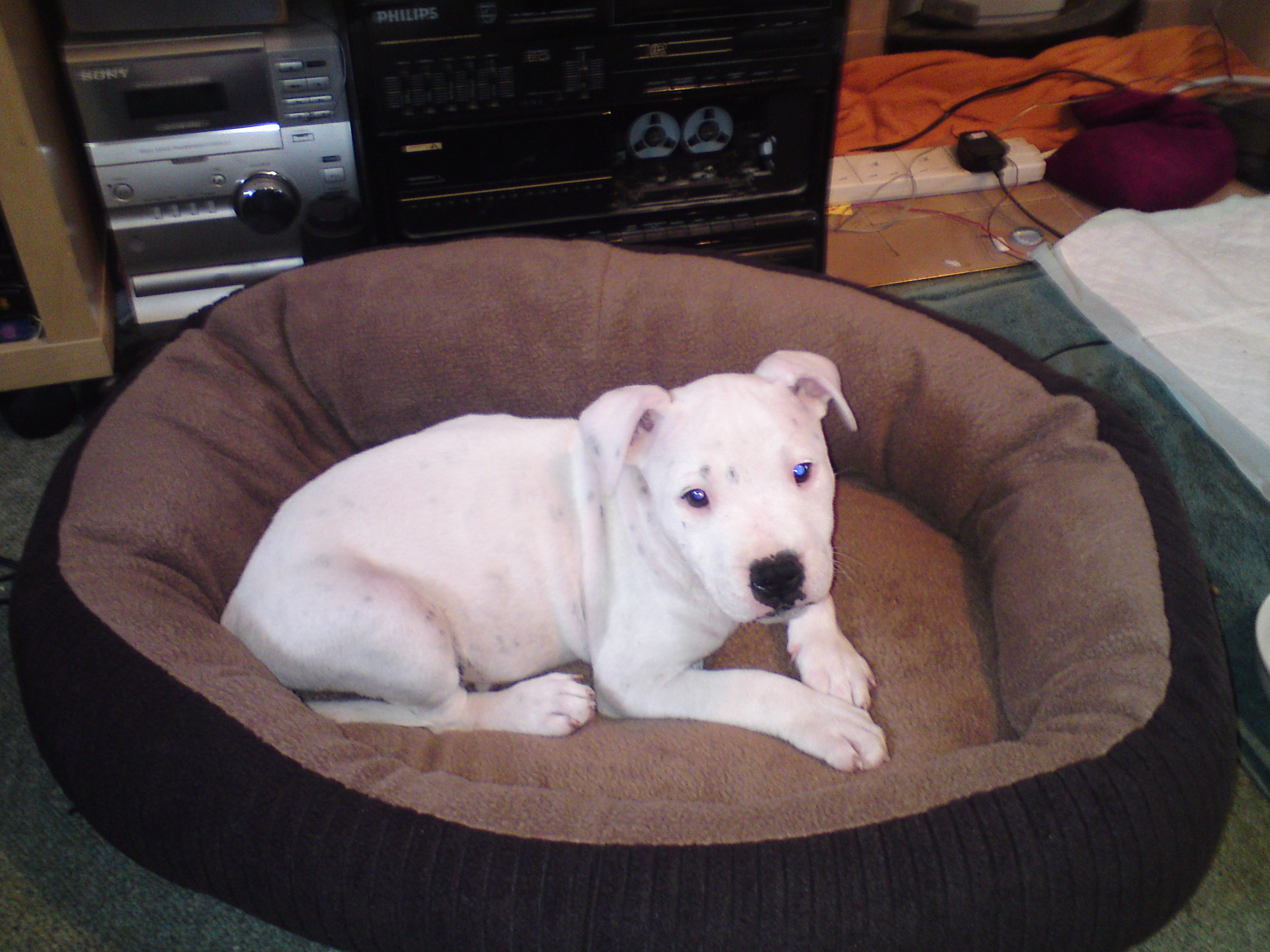 staffordshire bull terrier puppies for sale