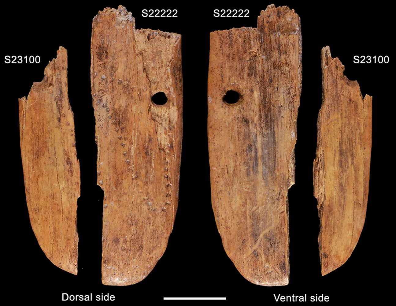 A 41,500 year-old decorated ivory pendant from Stajnia Cave (Poland)