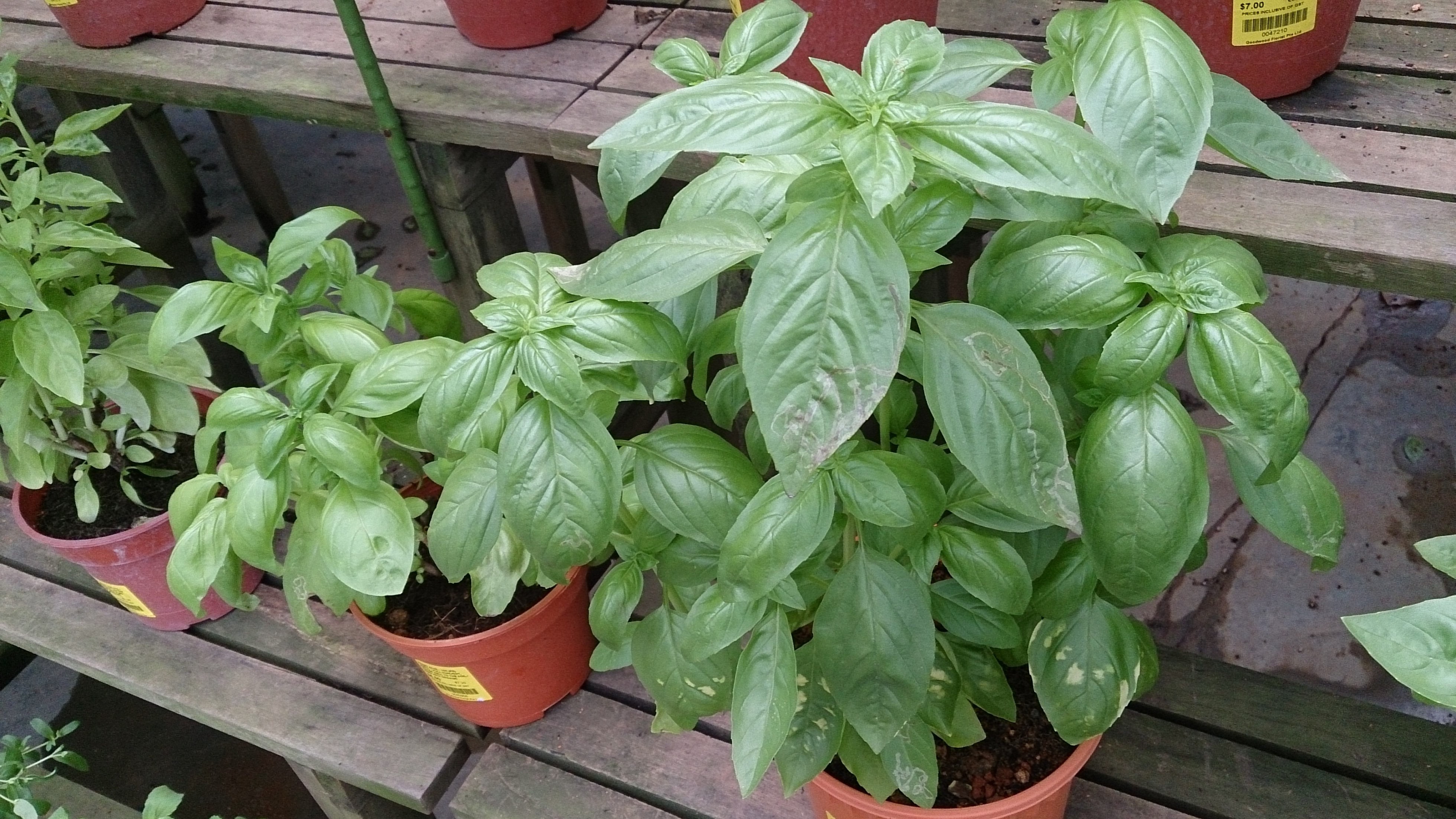 Dosiye Sweet Basil Ocimum basilicum 1.jpg Wikipedia