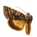 <i>Syngrapha octoscripta</i> Species of moth