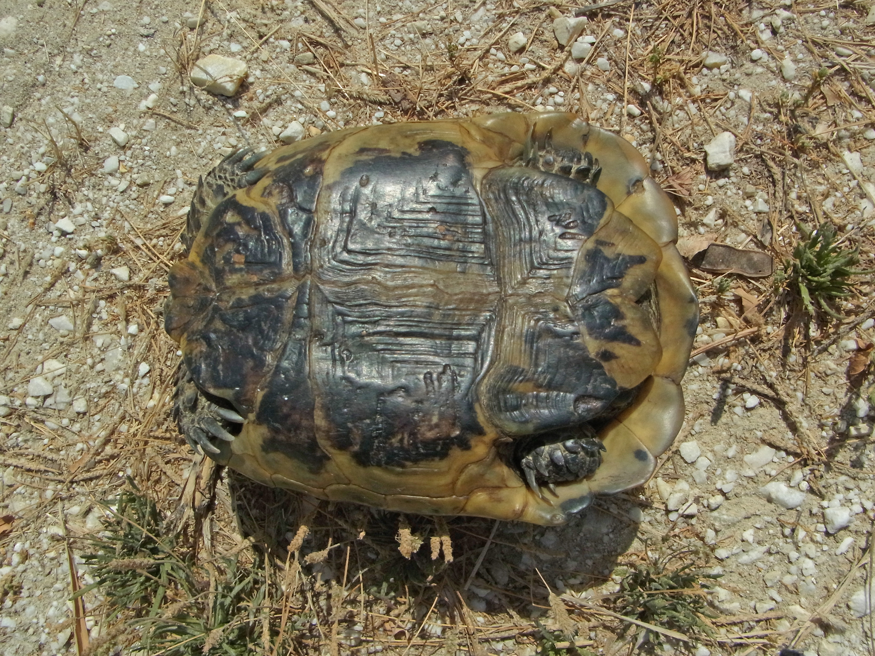 Отряд средиземноморской черепахи