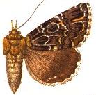 <i>Tolna complicata</i> Species of moth