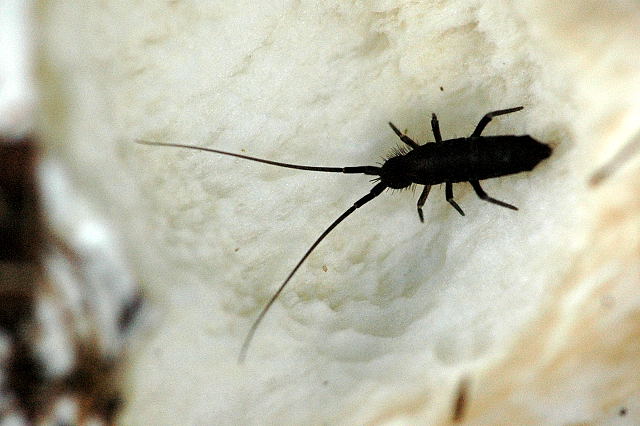 File:Tomocerus.vulgaris.jpg