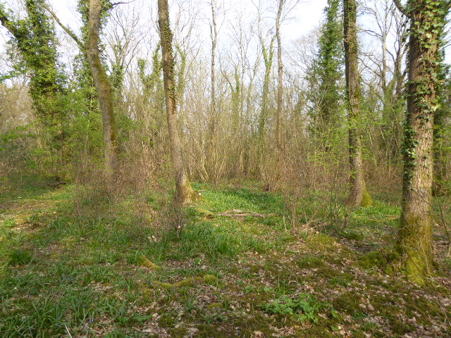 Tottington Wood