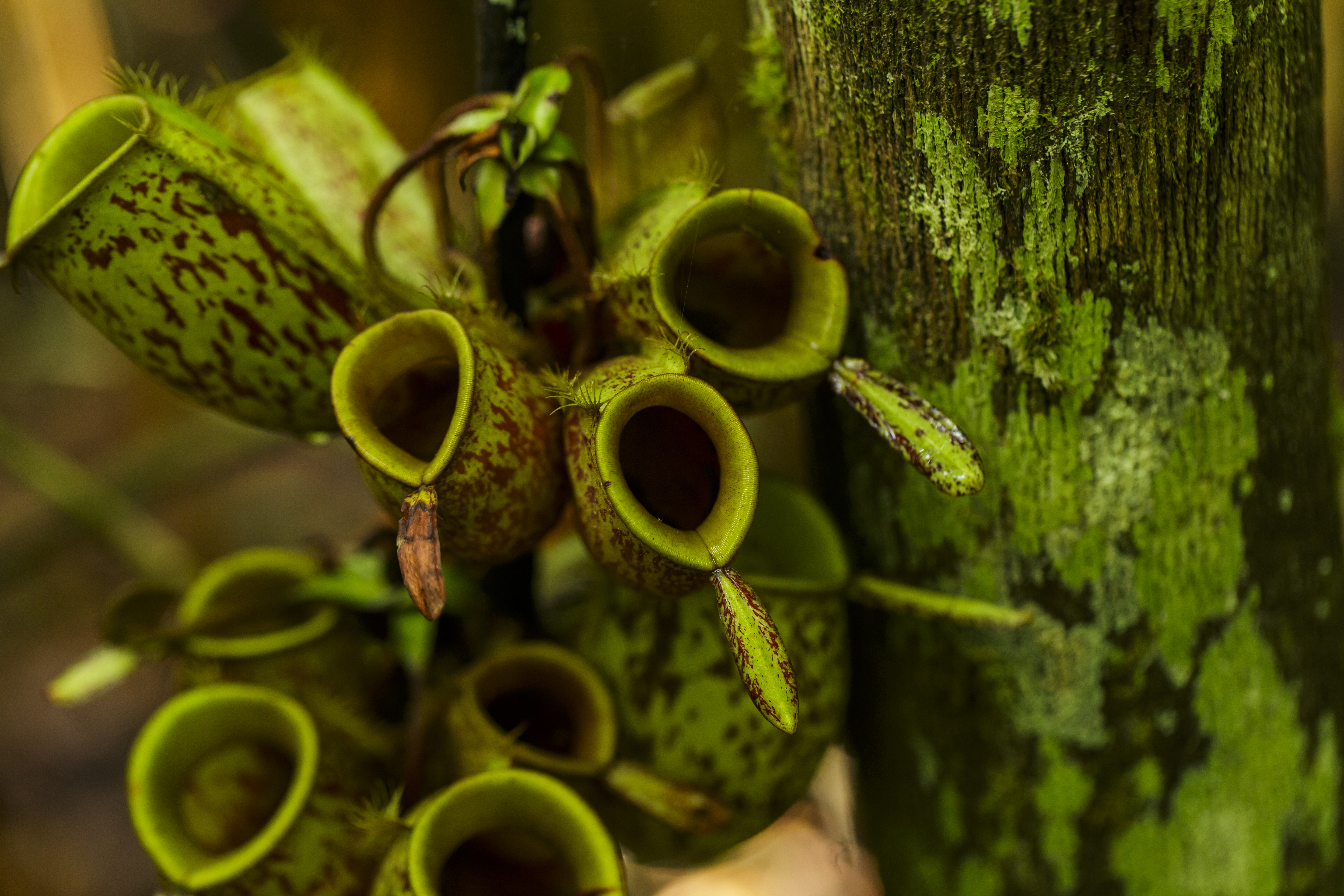 Tropical_pitcher_plant_-_Tanjung_Puting_National_Park_-_Indonesia_3