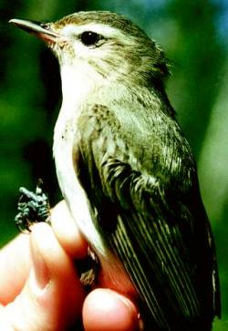 Kuvaus Vireo gilvus.jpg -kuvasta.