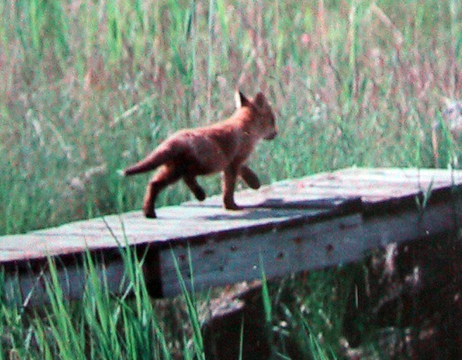 File:Vulpes vulpes kit Finland 2001 2.jpg