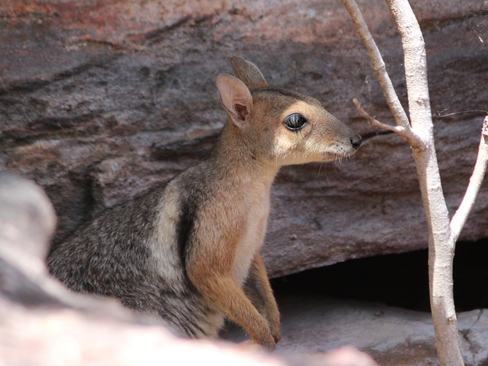 Eastern short-eared rock-wallaby - Wikipedia