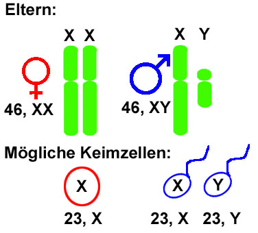 File:XY-Chromosomen.jpg