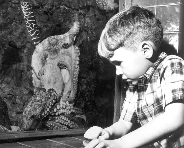 File:Young boy stares at a small octopus at the Miami Seaquarium (3417914715).jpg