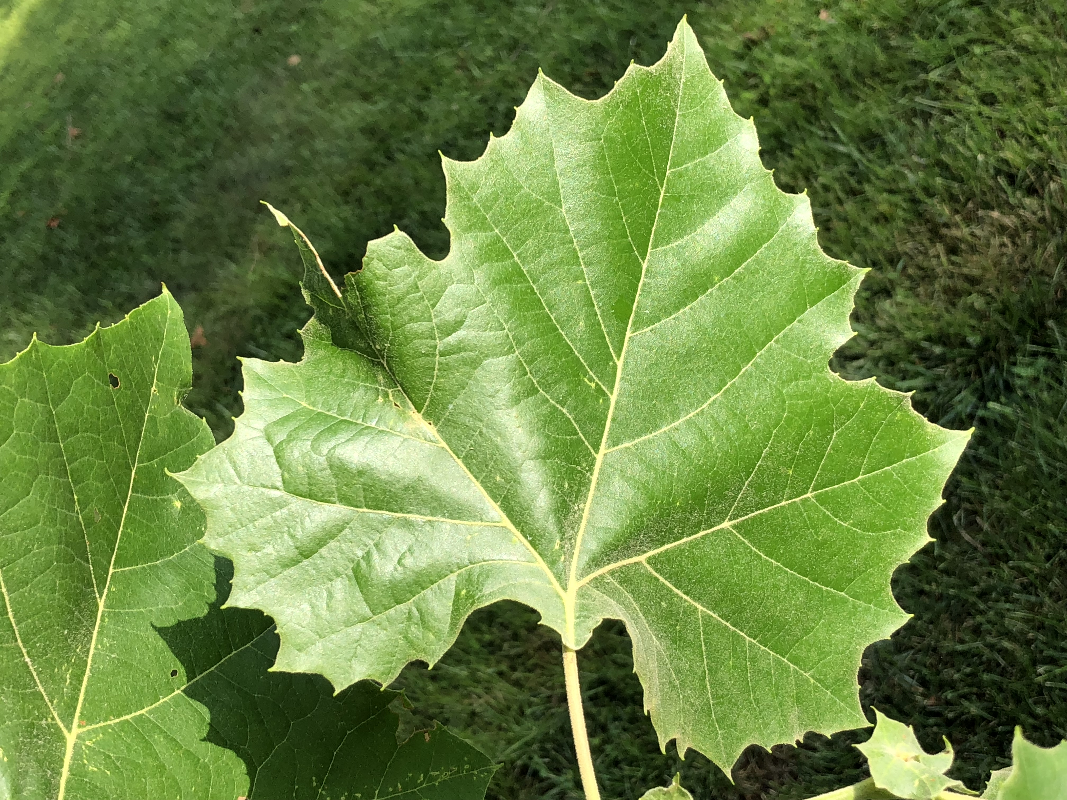 Sycamore leaves