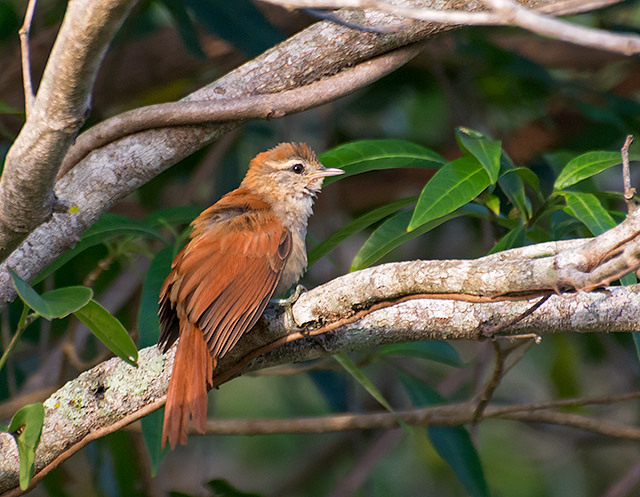 File:ARREDIO-DO-RIO (Cranioleuca vulpina) (12298441466).jpg