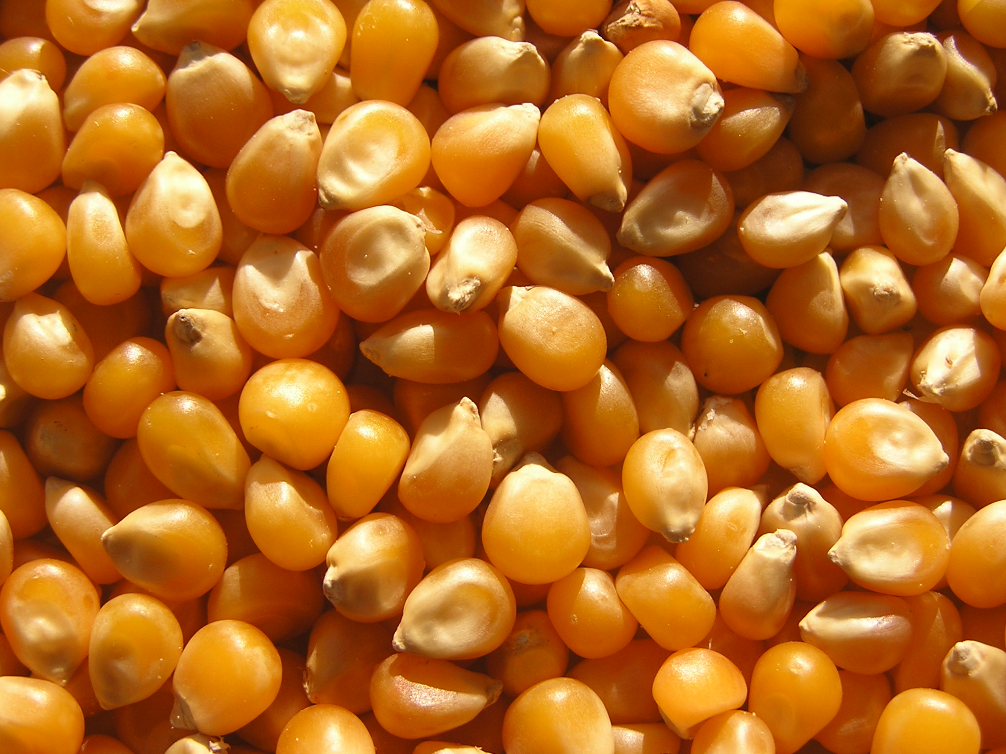 Зёрна кукурузы для попкорна, выращены в Венгрии, производитель УНО ФРЕСКО ТРАДЕКС.