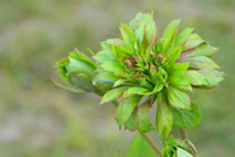 Rosa chinensis - Wikipedia