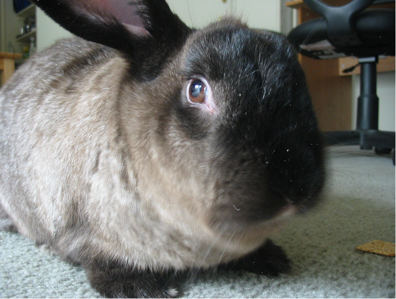 American Sable rabbit - Wikipedia