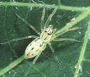 <span class="mw-page-title-main">Asemoneinae</span> Subfamily of spiders