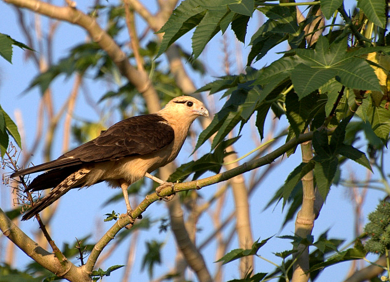 File:CARRAPATEIRO ( Milvago chimachima ).jpg