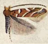 <i>Cameraria agrifoliella</i> Species of moth