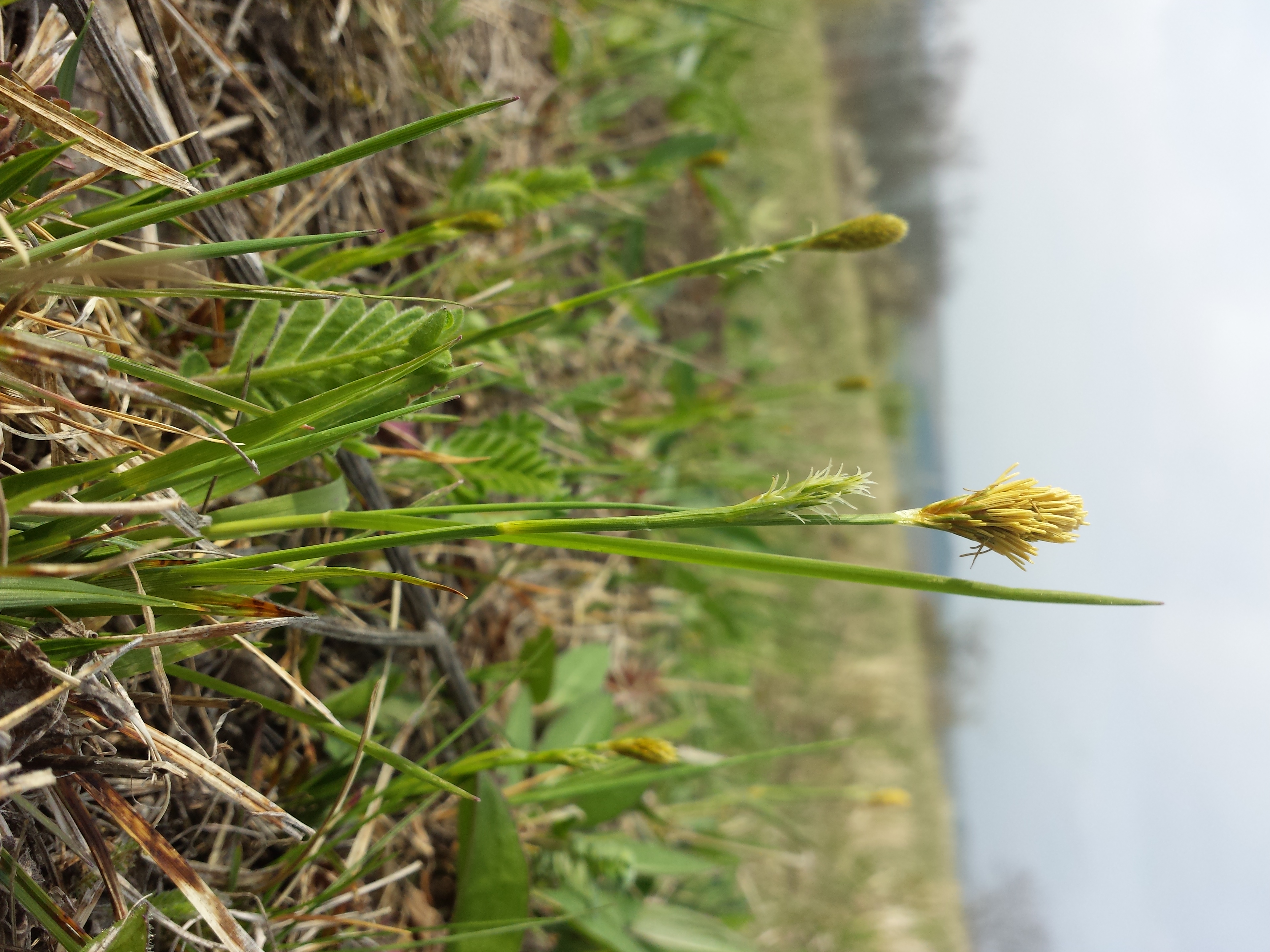 File Carex Michelii Sl28 Jpg Wikimedia Commons