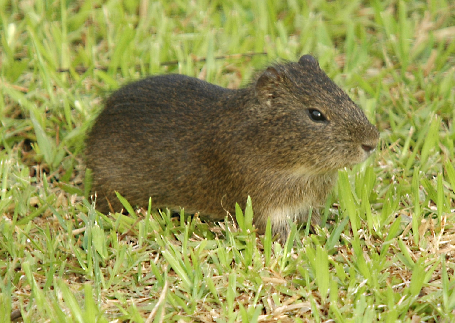 Бразильская Свинка Cavia aperea