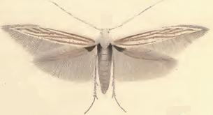 <i>Coleophora argentula</i> Species of moth